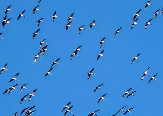 Tajemnice migracji ptaków - rozmowa z dr. inż. Jarosławem Nowakowskim