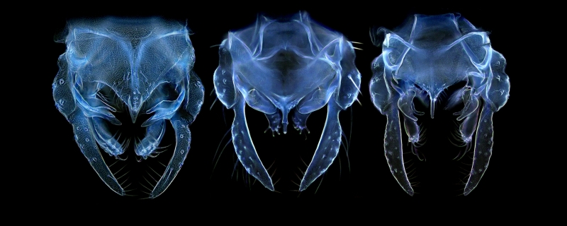 Tanytarsus