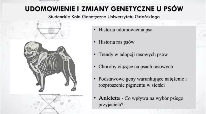 Plakat streszczający treść wystąpienia na Nocy Biologów 2025