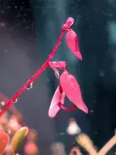 Utricularia quelchii