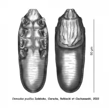 Demodes pusillus - rycina