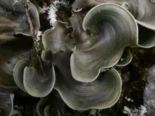 Ryc. 2 <em>Parmelia neosaxatilis</em>
