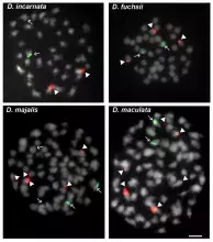 Fig.1. Rozmieszczenie loci 35S i 5S rDNA na chromosomach metafazy mitotycznej badanych gatunków <em>Dactylorhiza</em>. Hybrydyzację fluorescencyjną in situ przeprowadzono przy użyciu sond 25S rDNA (fluorescencja czerwona) i 5S rDNA (fluorescencja zielona).