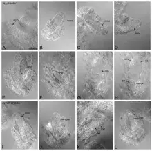 Fig.2. Rozwój zalążków po allogamii i krzyżowaniu międzygatunkowym. Allogamia (A–H); krzyżowanie międzygatunkowe (I–L).