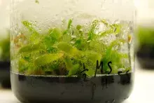 Rośliny owadożerne rosnące w hodowli in vitro. Fot. dr Joanna Rojek