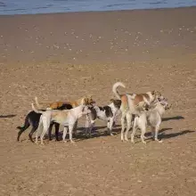 Wolnożyjące psy marokańskie na plaży