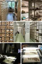 Kolekcje Wydziału Biologii