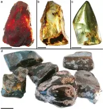 Przykłady bryłek bursztynu z Etiopii. Skala 1 cm dla A-C, 4 cm dla D. (Bouju et al. 2027)