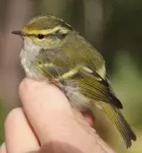 Świstunka złotawa (Phylloscopus proregulus)