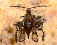 Heterosphecia pahangensis Skowron