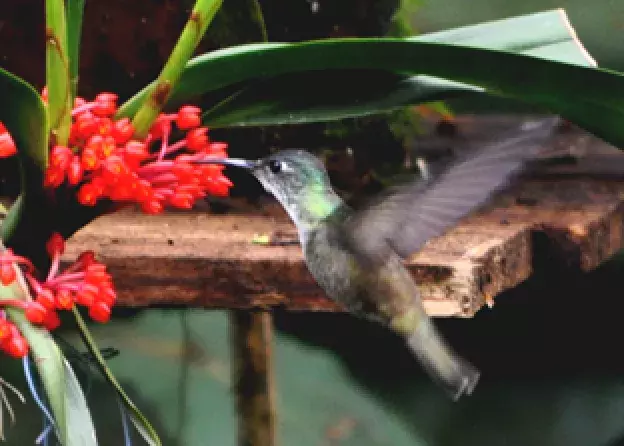 Hipoteza o zapylaniu storczyków przez kolibry potwierdzona
