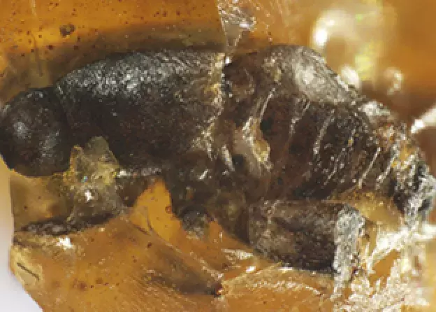 Mineralizacja inkluzji owadów w bursztynie kredowym