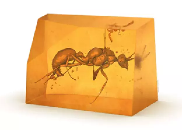 Nowe mioceńskie mrówki z bursztynu z Etiopii w kolekcji Muzeum Inkluzji w Bursztynie UG