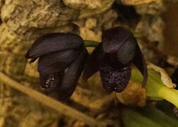 Brasiliorchis schunkeana - tajemnice czarnej orchidei