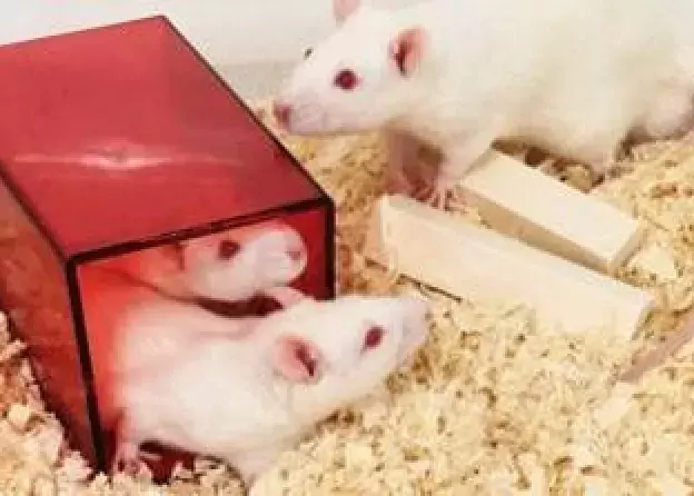 szczury laboratoryjne