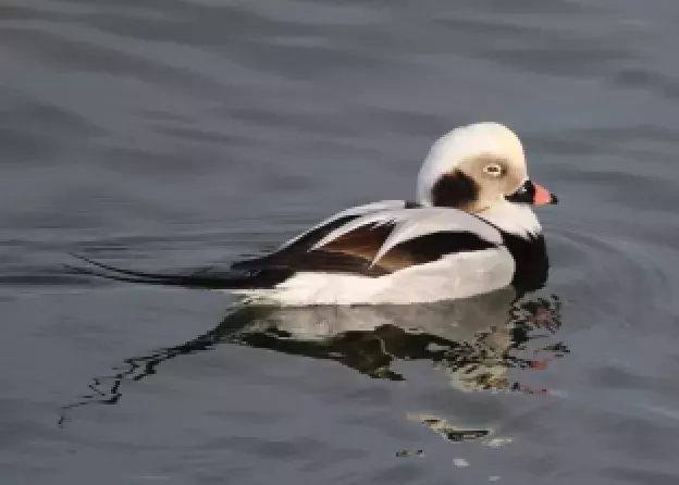 Artykuł współautorstwa prof. dr hab. Włodzimierza Meissnera w czasopiśmie Bird Conservation…