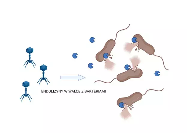 Fagowe endolizyny - skuteczna alternatywa dla…