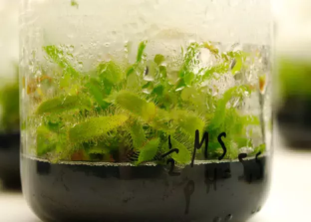 Dzień Otwarty SKN „Explantatus”