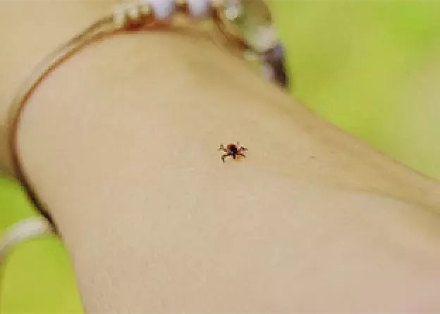 Cykl filmów „Blisko, za blisko: ektopasożyty…