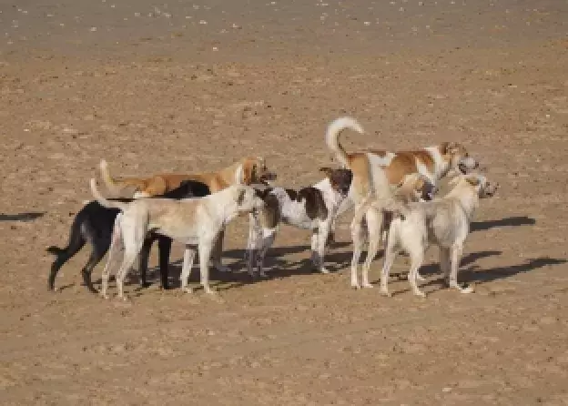 Artykuł Prof. Małgorzaty Pilot opublikowany w PNAS