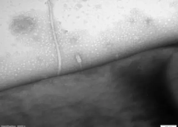 Publikacja w prestiżowym czasopiśmie z zakresu ekologii mikroorganizmów