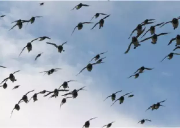 Wpływ zmian klimatu na najliczniejszego ptaka Arktyki - alczyka
