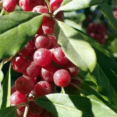 Owoce oliwnika baldaszkowego (Eleagnus umbellata)