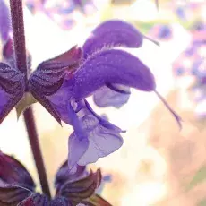 Szałwia łąkowa (Salvia pratensis)