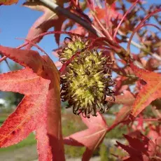Krwistoczerwone liście ambrowca (Liquidambar sp.) i jego owoce.