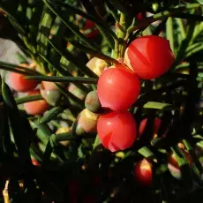 Czerwone osnówki cisu (Taxus baccata)