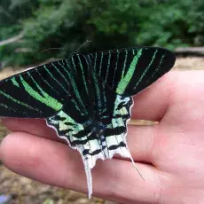 Boliwia - las niżowy - motyl