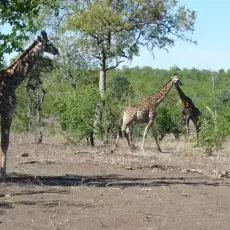 Żyrafy w zaroślach Mopane - Kruger National Park