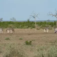 Zebry na sawannie parkowej - Kruger National Park