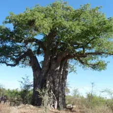 Baobab (Adansonia digitata) - Kruger National Park