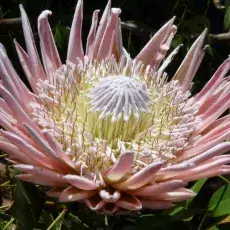 Protea sp. - Ogród Botaniczny Kirstenbosch
