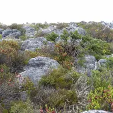 Fynbos górski z gatunkami z rodzaju Erica - Table Mountain, okolice Cape Town