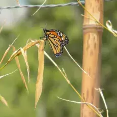 Danaus plexippus - migrujące jesienią motyle tego gatunku mogą pokonywać odległość nawet 2897 km