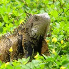 Iguana iguana (Legwan zielony)