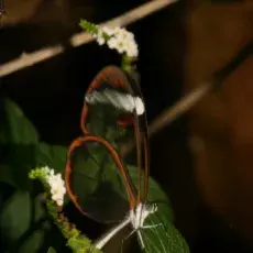 Angielska nazwa motyla Greta oto to "glasswing" ze względu na jego przezroczyste skrzydła, które nie posiadają łusek, takich jak u większości motyli. Gatunek ten jest z powodzeniem rozmnażany w motylarni. Poczwarki, które są bardzo małe, najłatwiej wypatrzyć o zmierzchu, gdyż połyskują w ostatnich promieniach słońca.