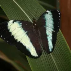 Przepiękny Morpho achilles to jeden z największych motyli Ameryki Południowej. Jego ulubionym przysmakiem jest sok roślinny z uszkodzonych części drzew.