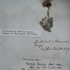 Fragment zielnika Karola Darwina z podróży HMS Beagle daje pojęcie o historycznej spuściźnie Ogrodu.