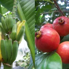 W szklarniach tropikalnych znajduje się wiele gatunków użytkowych, których owoce kupujemy w sklepach (bananowce Musa po lewej) ale także gatunki, których owoce, choć smaczne, nie nadają się do exportu (Psidium cattleianum z Ameryki Pd. po prawej; nazwa zwyczajowa gatunku to "strawberry guava", gdyż w smaku do złudzenia przypomina truskawkę).