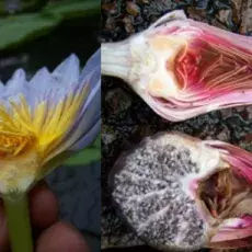 Przekroje kwiatów z rodzaju Nymphaea, lekcja botaniki w terenie.