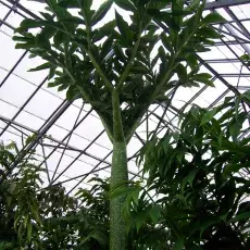 Amorphophallus titanum, w tym roku spodziewano się sięgającego szczytu dachu kwiata.