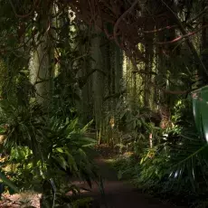 Szklarnia Orchids&Cycads, spacerując po jej alejkach można poczuć atmosferę lasów tropikalnym.