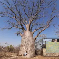 T. Namiotko pod baobabem