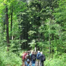 Ludzie spacerujący w lesie w górach