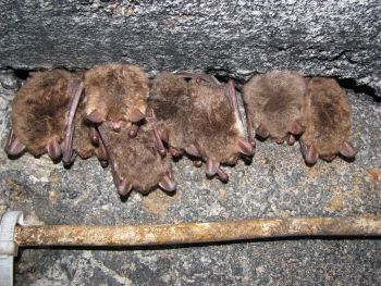 Nocki Natterera (<i>Myotis nattereri</i>) fot. M. Ciechanowski