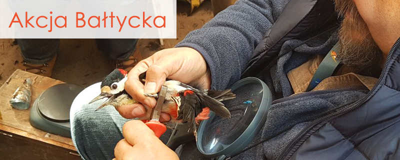 Akcja Bałtycka