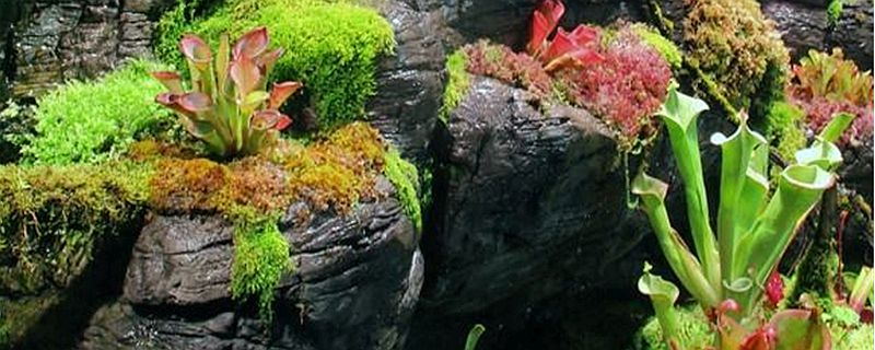 Paludarium